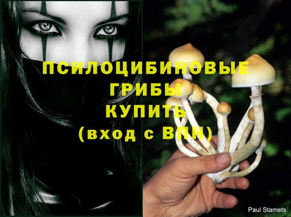 стаф Богданович